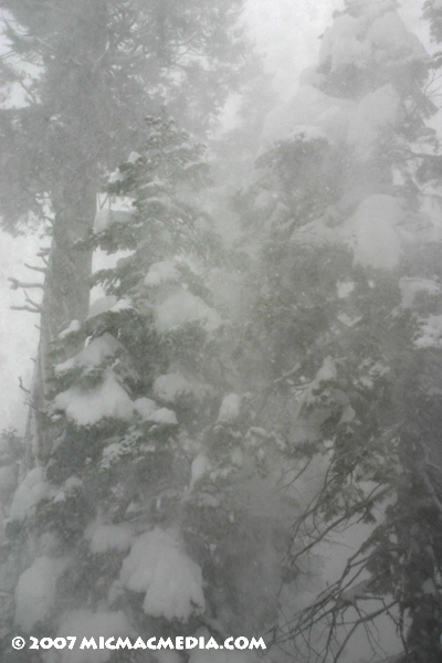 Nugget #105 B Windblown snow trees 2-25-07