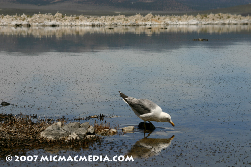 Nugget #113 C Sea Gull logo feeding Mono Lake copy