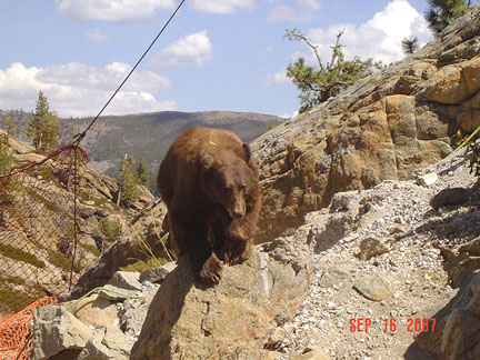 9-16-07 Bear rescue E Nugget #121