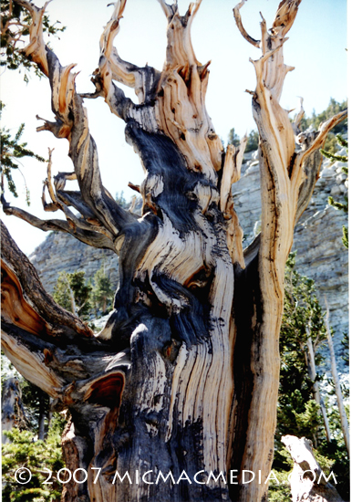 Bristlecone Tree