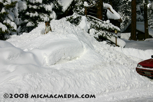 Nugget 132 E Dog on snow pile copy