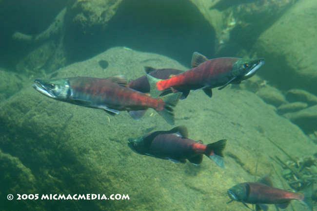 Nugget #14 Kokanee salmon