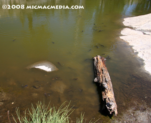 Nugget #146 E Chinese Catfish swimming