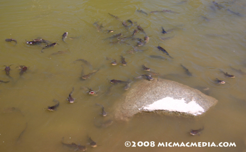 Nugget #146 F Catfish feeding frenzy