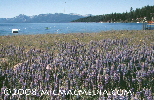 Nugget #150 C Lupine fields in late 1980s