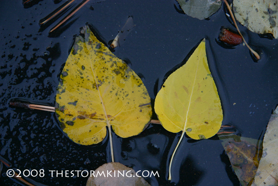 Nugget #155 G Aspen leaves in Nov rain