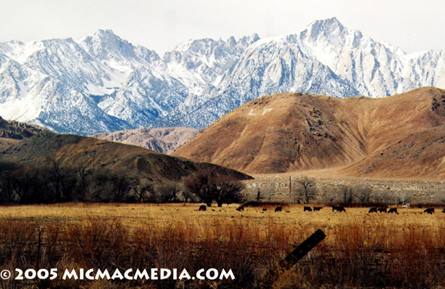 Nugget #16 Lone Pine ID and resized