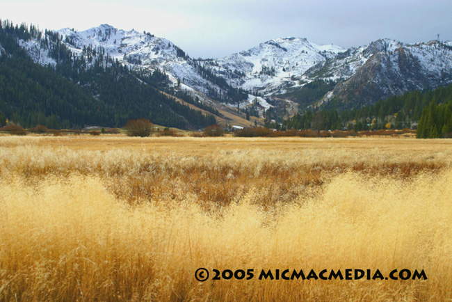 Nugget #23 Squaw Valley grass ID and resized