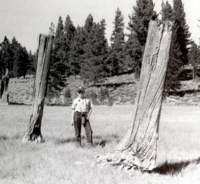 Nugget #44 A Tree stumps man scale Alder ppt. 850