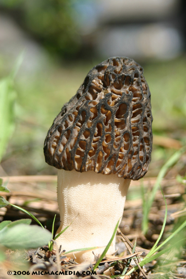 Nugget #77 C Tahoe morel mushroom